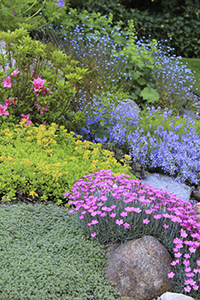 Flowers in a garden with different colors