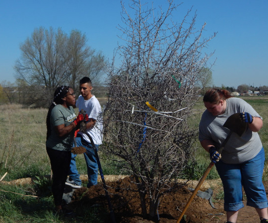 volunteers-plant-a-tree