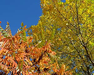 Fall Trees