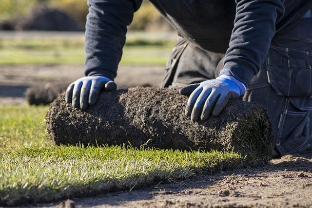 Person unrolling sod